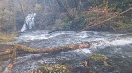 Bäume beim Wasserfall in der Waldschlucht