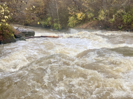 unterhalb von Grimmelshofen querliegender Baum