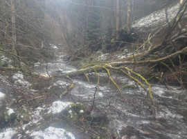Baum Ende November. Vermutlich noch da.