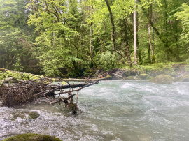 1. Baum