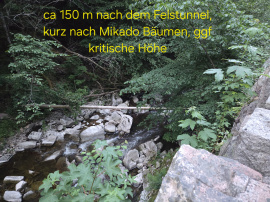 Aufnahme Juni 2026 (vermutlich derselbe Baum, wie Beitrag unten 2021