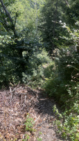 The path